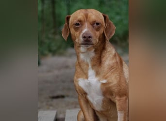 Ed, geb. 03.09.2022, lebt in GRIECHENLAND, auf einer privaten Pflegestelle