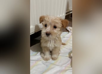 Norberta, geb. ca. 11/2025, lebt in GRIECHENLAND, auf einer privaten Pflegestelle