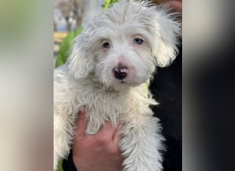 Elli, geb. ca. 08/2025, lebt in GRIECHENLAND, im städt. Tierheim Serres