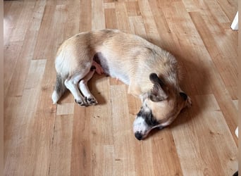 Mirabelle, geb. ca. 06/2025, lebt auf einer Pflegestelle in 95168 Marktleuthen, Vermittlungshilfe