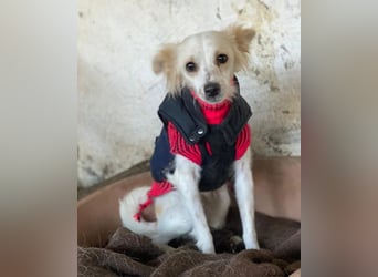 Isara, geb. ca. 07/2024, lebt in GRIECHENLAND, auf einer privaten Pflegestelle