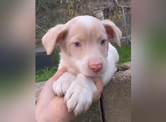 Balisto, geb. ca. 10/2025, lebt in GRIECHENLAND, auf einer privaten Pflegestelle