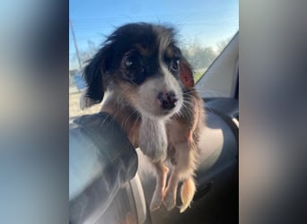 Mäuselchen, geb. ca. 10/2025, lebt in GRIECHENLAND, auf einer privaten Pflegestelle