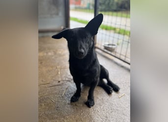 Arlo