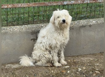 Milos