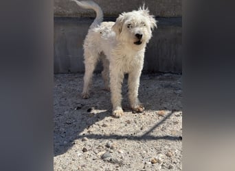 Milos