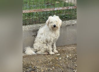 Milos