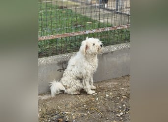 Milos