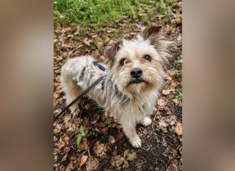 Lumi(/Pityu) - Sensibler Hundejunge Lumi sucht sein Für-Immer-Zuhause- auf PS 21406 Melbeck!