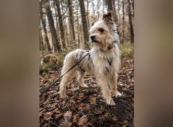 Lumi(/Pityu) - Sensibler Hundejunge Lumi sucht sein Für-Immer-Zuhause- auf PS 21406 Melbeck!