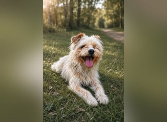 Lumi(/Pityu) - Sensibler Hundejunge Lumi sucht sein Für-Immer-Zuhause- auf PS 21406 Melbeck!