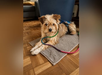 Lumi(/Pityu) - Sensibler Hundejunge Lumi sucht sein Für-Immer-Zuhause- auf PS 21406 Melbeck!
