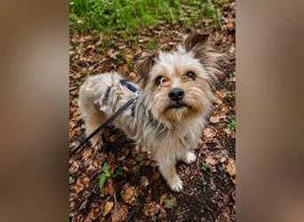 Lumi(/Pityu) - Sensibler Hundejunge Lumi sucht sein Für-Immer-Zuhause- auf PS 21406 Melbeck!