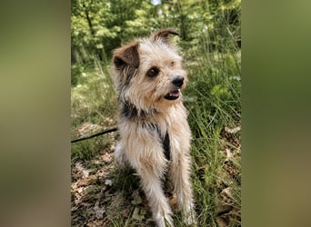 Lumi(/Pityu) - Sensibler Hundejunge Lumi sucht sein Für-Immer-Zuhause- auf PS 21406 Melbeck!