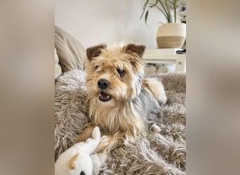 Lumi(/Pityu) - Sensibler Hundejunge Lumi sucht sein Für-Immer-Zuhause- auf PS 21406 Melbeck!