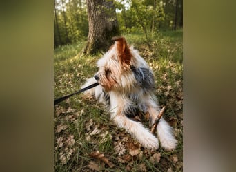 Lumi(/Pityu) - Sensibler Hundejunge Lumi sucht sein Für-Immer-Zuhause- auf PS 21406 Melbeck!