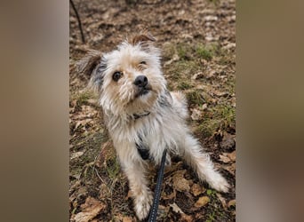 Lumi(/Pityu) - Sensibler Hundejunge Lumi sucht sein Für-Immer-Zuhause- auf PS 21406 Melbeck!