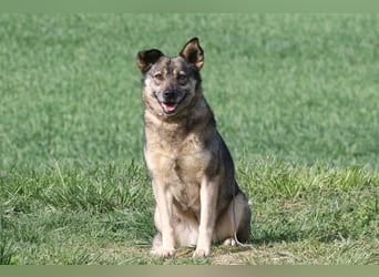Suzi - verfressene Frohnatur sucht ihre Menschen!