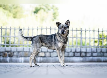 Suzi - verfressene Frohnatur sucht ihre Menschen!
