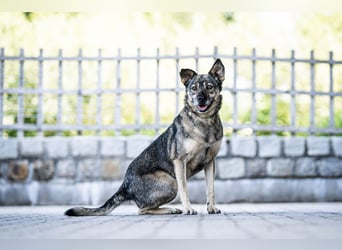 Suzi - verfressene Frohnatur sucht ihre Menschen!