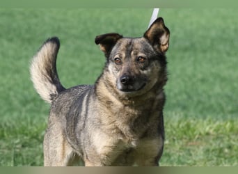 Suzi - verfressene Frohnatur sucht ihre Menschen!