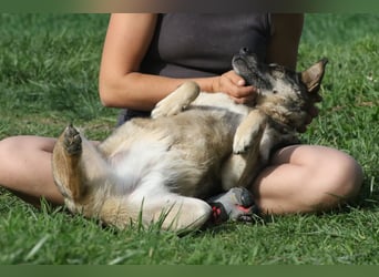 Suzi - verfressene Frohnatur sucht ihre Menschen!
