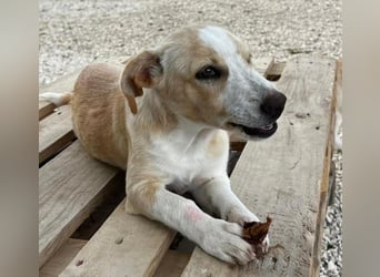 Aurora - Kokoni-Zauber auf 4 Pfoten!