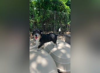 Pipi - Minihund mit Maxiherz