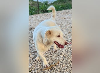 Ricky - Schoß für den Rest des Lebens gesucht