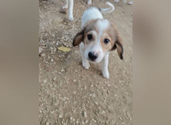 Noni - unsere kleine Herzensbrecherin