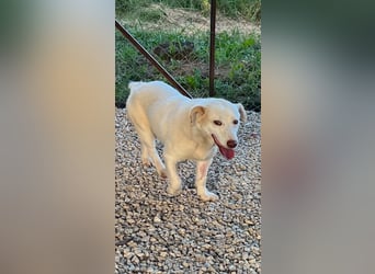 Ricky - Schoß für den Rest des Lebens gesucht