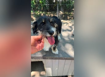 Pipi - Minihund mit Maxiherz