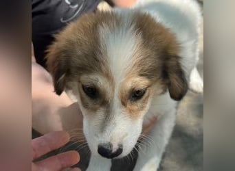 Noni - unsere kleine Herzensbrecherin