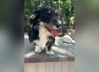 Pipi - Minihund mit Maxiherz
