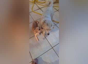 Roza F - klein und lieb, wurde ausgesetzt