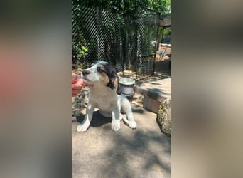 Pepi - darf ich Dein Schatten sein?