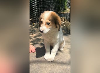 Noni - unsere kleine Herzensbrecherin