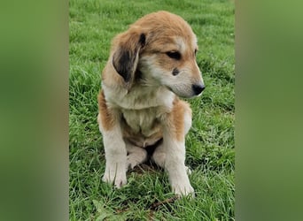 Aura - weggeworfen und doch voller Liebe!
