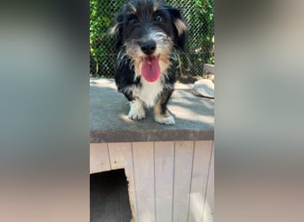 Pipi - Minihund mit Maxiherz