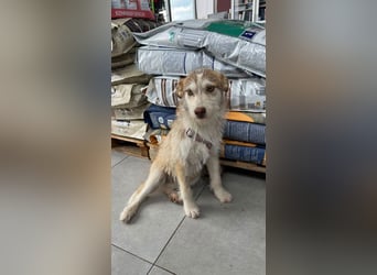 Lucas K - kleiner Kämpfer auf der Suche nach seinem Glück