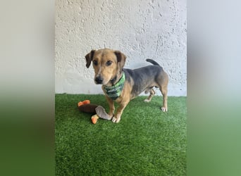 Sebestyen -Freundlicher Begleiter sucht seine Menschen!