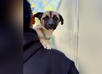 Pippa Kleine Schmusemaus sucht ihr Glück