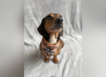 Robin - kleiner Dackelmix mit sensiblem Herz sucht sein Zuhause