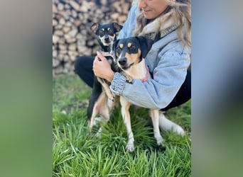 Tammy - Fröhliche kleine Hündin sucht Zuhause im Doppelpack