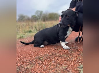 Beauty -Verschmuste Hündin sucht Familie