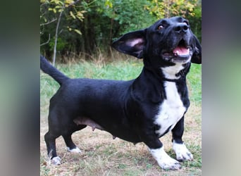 Beauty -Verschmuste Hündin sucht Familie