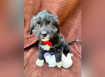 Misty - Fröhliche Misty sucht aktive Menschen fürs gemeinsame Abenteuer