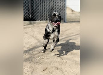 Sheldon - Sportlicher Rüde sucht aktive Familie