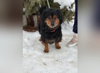 Bongor - Besonderer Schatz auf der Suche nach seinen Menschen!