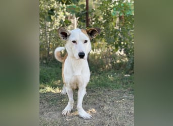 Arminka -Sensibler Begleiter mit großem Herz